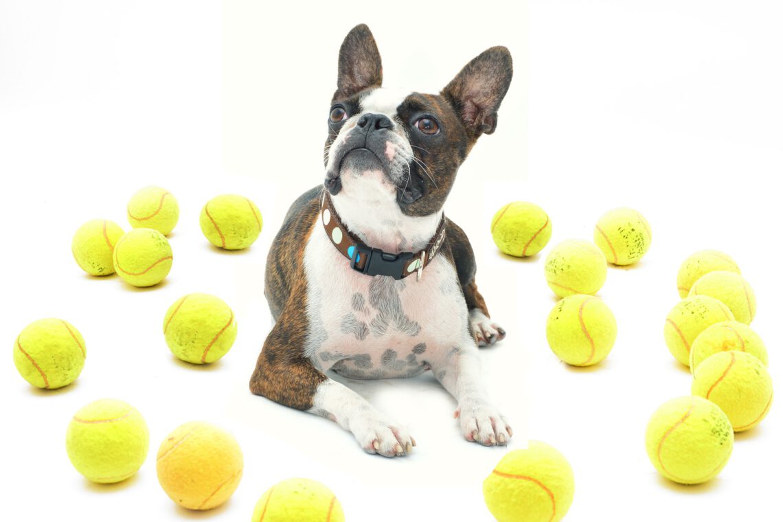 Von der Unart mit seinem Hund Ball zu spielen | Warum Ballspielen gefährlich ist | kleinstadthunde.de