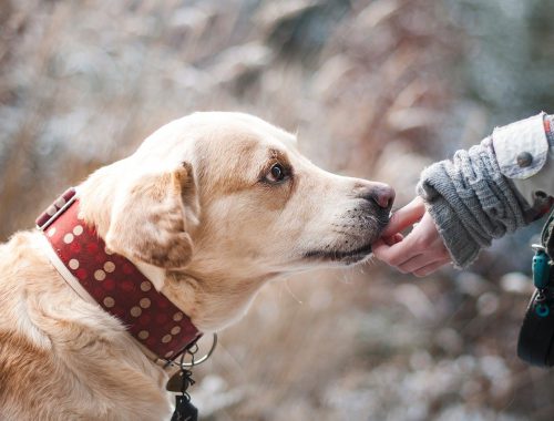 Belohnung oder Bestechung? Warum Hunde belohnt werden sollten