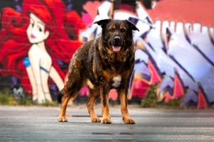 Inuki | kleinstadthunde.de