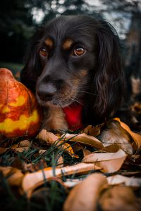 Halloween mit Hund | Skadi | Working Cocker Spaniel | Kleinstadthunde.de