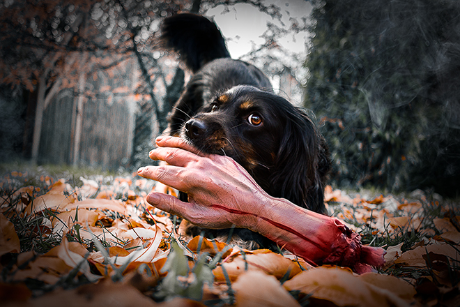 Halloween mit Hund | Skadi | Working Cocker Spaniel | Kleinstadthunde.de