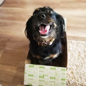 Skadi | kleinstadthunde.de | Hund im Karton 