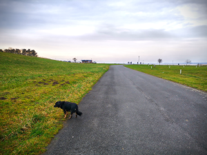 Hundestrand Dangast | kleinstadthunde.de