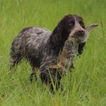Working Cocler Spaniel bei der Jagd | kleinstadthunde.de
