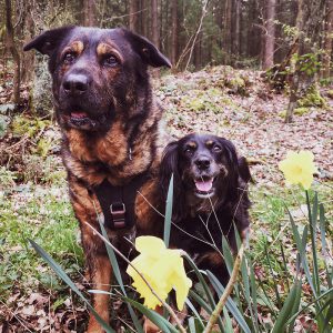Frohe Ostern | kleinstadthunde.de