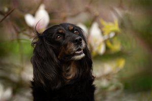 Inuki | Magnolie in Wilhelmshaven | kleinstadthunde.de | Fotografie in Friesland, Zetel und Varel paw-prints.de