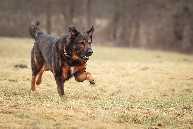 Doppelter Rückruf Trainingsanleitung | kleinstadthunde.de