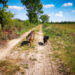 Bockhorner Moor mit Hund | kleinstadthunde,de