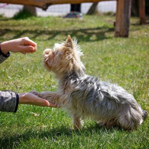 Clickertraining mit Hunden | Pfötchen geben