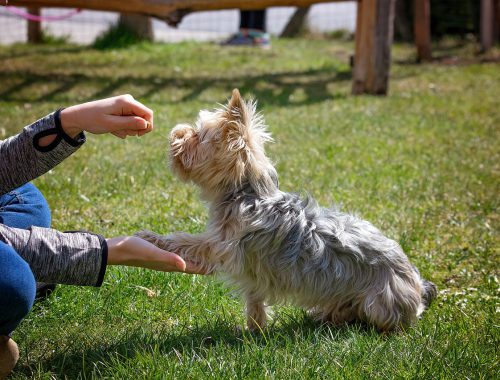 Clickertraining mit Hunden | Pfötchen geben