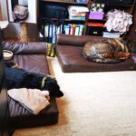 Home Office mit Hund | Tipps | Working Cocker Spaniel | kleinstadthunde.de | Hundeblog