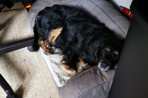 Home Office mit Hund | Tipps | Working Cocker Spaniel | kleinstadthunde.de | Hundeblog