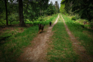 Unterwegs im Knyphauser Wald mit Hund