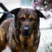 Home Office mit Hund | Tipps | Schäferhund Berner Sennen Mischling | kleinstadthunde.de | Hundeblog