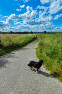 Inuki und Skadi | kleinstadthunde.de | Blog für Hund und Halter