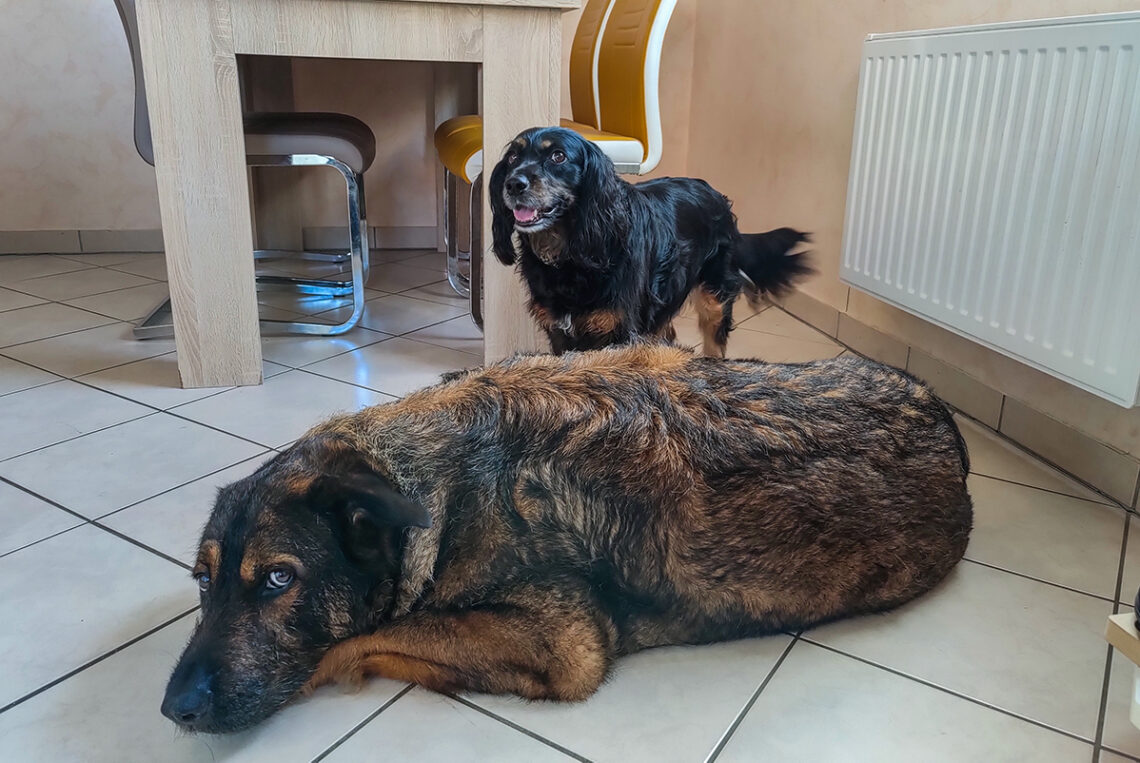 Inuki und Skadi | kleinstadthunde.de | Blog für Hund und Halter