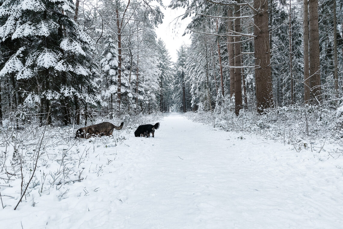 Winter | Friesland | kleinstadthunde.de