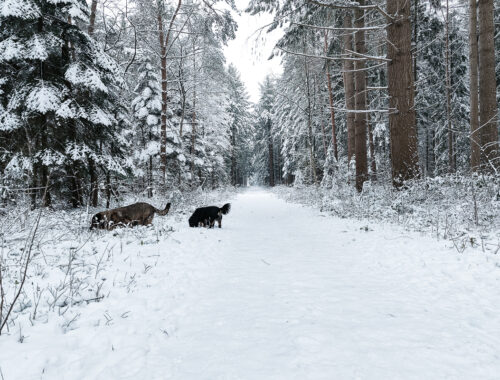 Winter | Friesland | kleinstadthunde.de