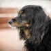 Inuki und Skadi Working Cocker Spaniel| kleinstadthunde.de | Blog für Hund und Halter