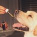 Wie Cannabidiol die Ernährung des Hundes bereichern kann | Cbd-Öl