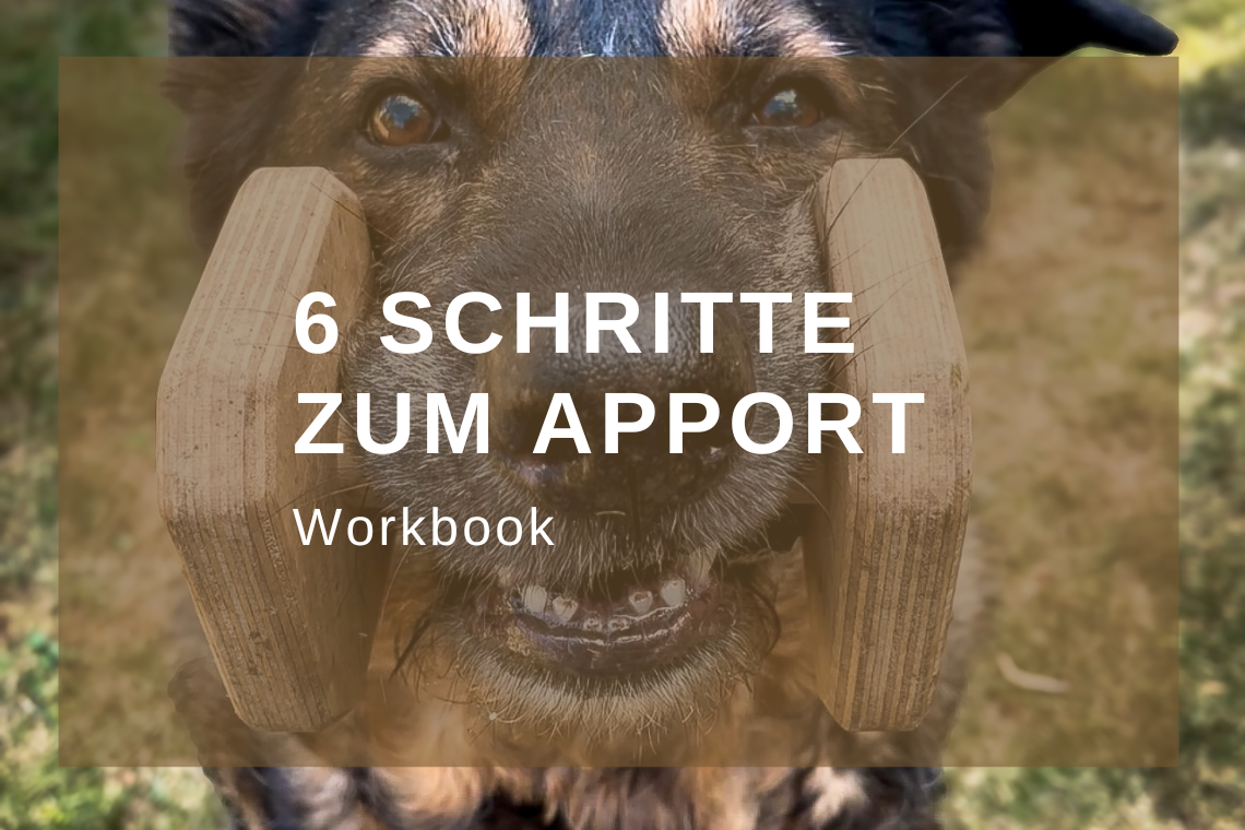 6 Schritte zum Apport | Obedience | Workbook | Wie bringe ich meinen Hund das Apportieren bei? | kleinstadthunde.de